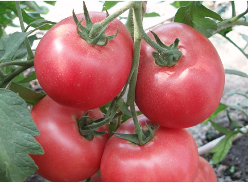 Семена индетерминантного томата 1804 F1, ранняя новинка!!!, (250 нас.) Lark Seeds
